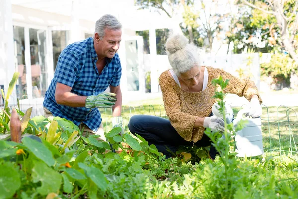 Felice Coppia Anziani Caucasici Indossando Guanti Giardinaggio Insieme Stile Vita — Foto Stock