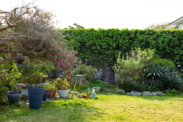 裏庭のポット ヘッジのビュー 生活様式自然そして庭の世話をし — ストック写真