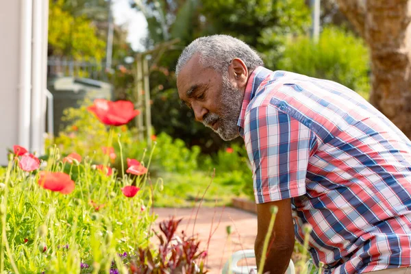 Fokuserad Afrikansk Amerikansk Senior Man Trädgårdsskötsel Trädgården Aktiv Pensionering Livsstil — Stockfoto