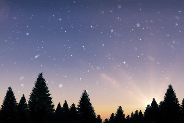 Chute de neige sur la forêt de sapins — Photo