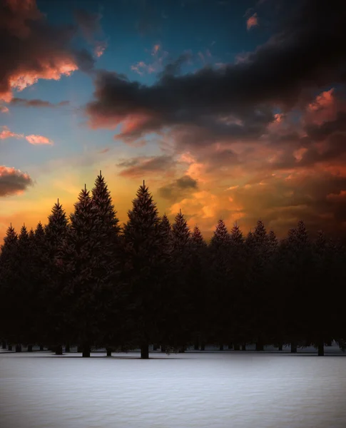 杉木树森林在雪域景观 — 图库照片