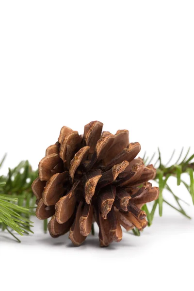 Cono de pino marrón con rama de abeto — Foto de Stock