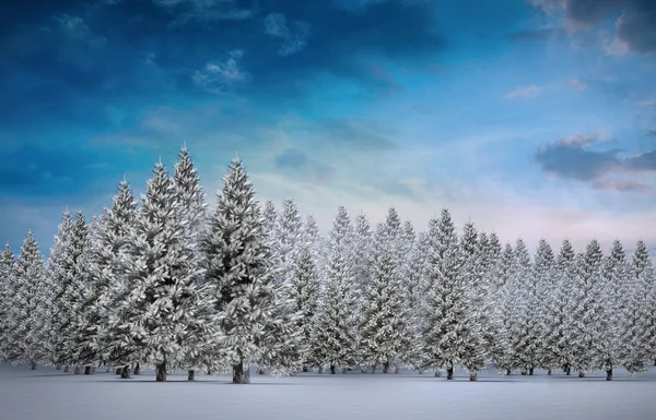 杉木树森林在雪域景观 — 图库照片