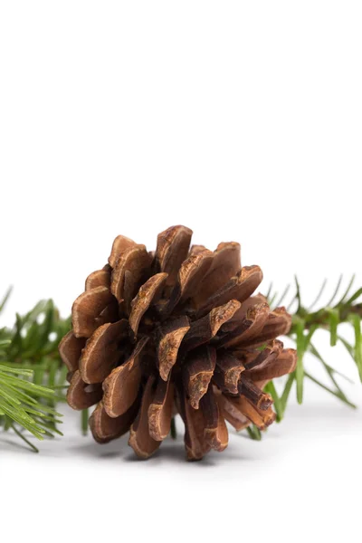 Brown pine cone with fir branch Stock Picture