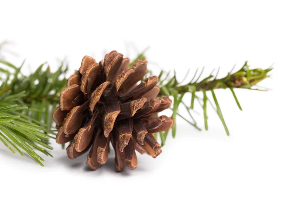 Brown pine cone with fir branch Royalty Free Stock Photos