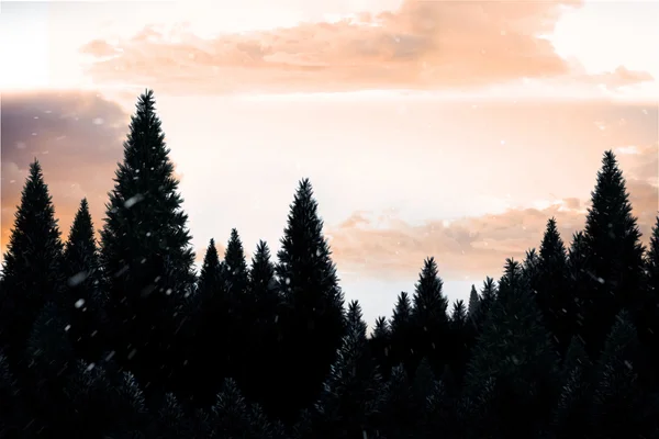 Chute de neige sur la forêt de sapins — Photo