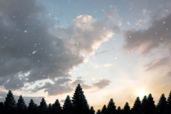 Chute de neige sur la forêt de sapins — Photo