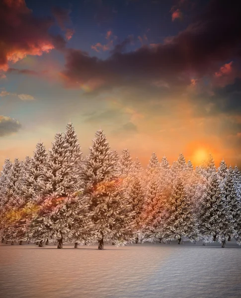 FIR tree forest i snöiga landskap — Stockfoto