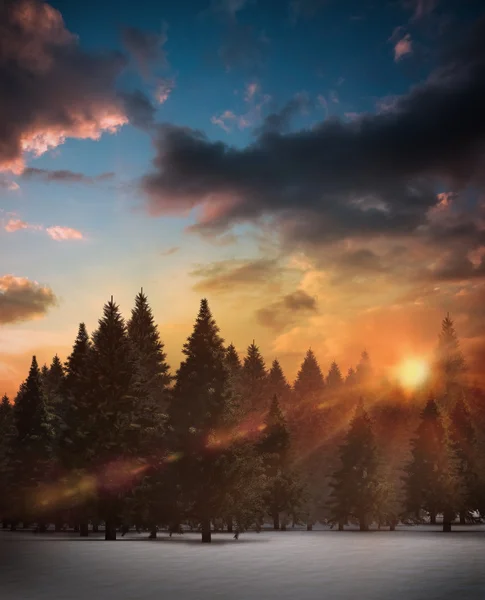 Fir tree forest in snowy landscape — Stock Photo, Image