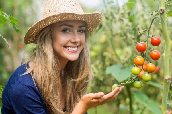 Hübsche Blondine schaut Tomatenpflanze an — Stockfoto