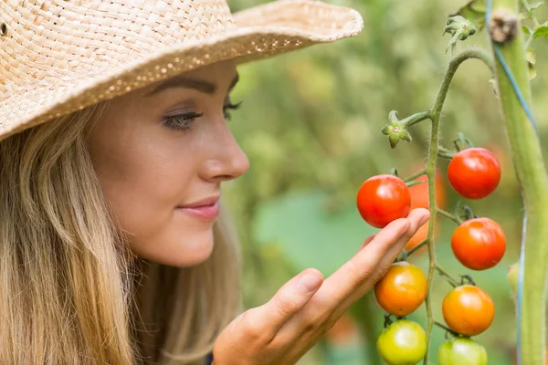 Bonita rubia mirando planta de tomate — Foto de Stock