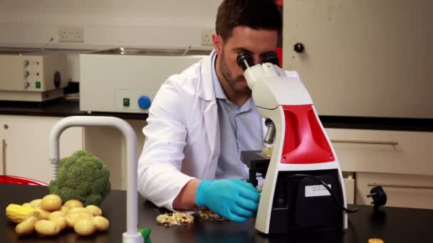 Forskare tittar genom mikroskopet på petriskål — Stockvideo