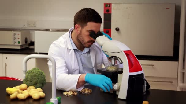 Scientist looking through microscope at petri dish — Stock Video