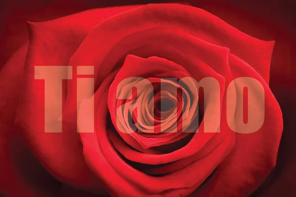 Composite image of close up of red rose — Stock Photo, Image