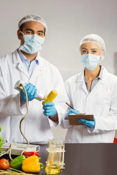 Científico alimentario usando dispositivo en mazorca de maíz — Foto de Stock