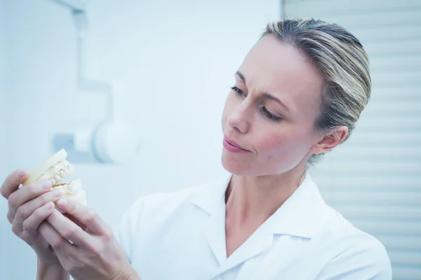 Dentiste regardant le modèle de bouche — Photo