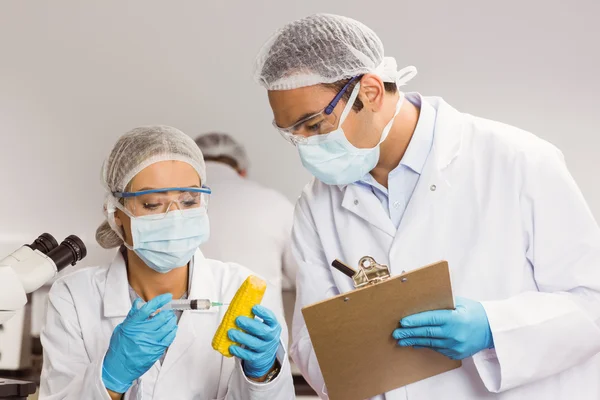 Food scientist injecting a corn cob — Stock Photo, Image