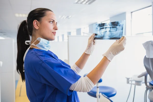 Dentiste sérieux examinant une radiographie — Photo