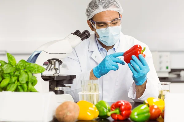 Cientista de comida examinando uma pimenta — Fotografia de Stock