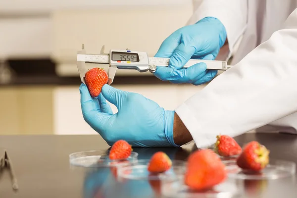 Scientifique alimentaire mesurant une fraise — Photo