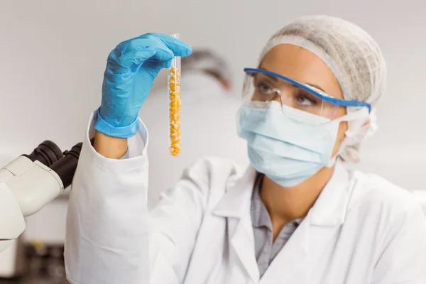 Científico alimentario sosteniendo tubo de ensayo de maíz — Foto de Stock