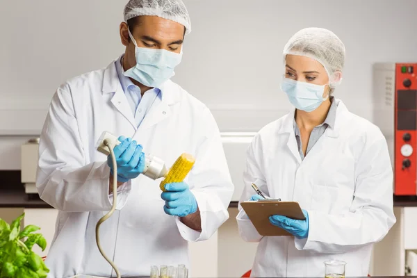 Cientista de alimentos usando dispositivo em espiga de milho — Fotografia de Stock