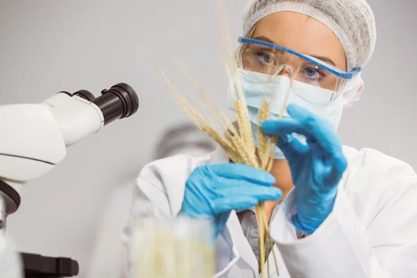 小麦を見て食料科学者 — ストック写真