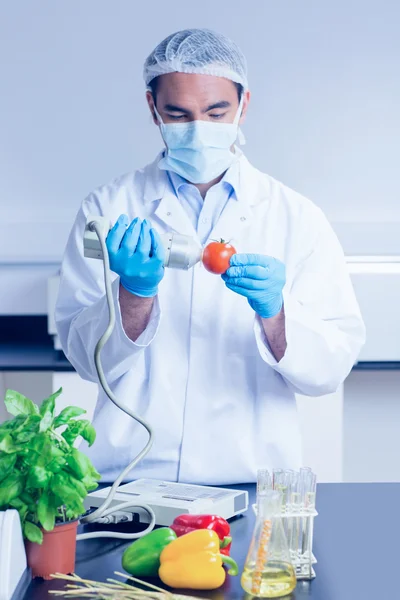 Cientista de alimentos usando dispositivo no tomate — Fotografia de Stock