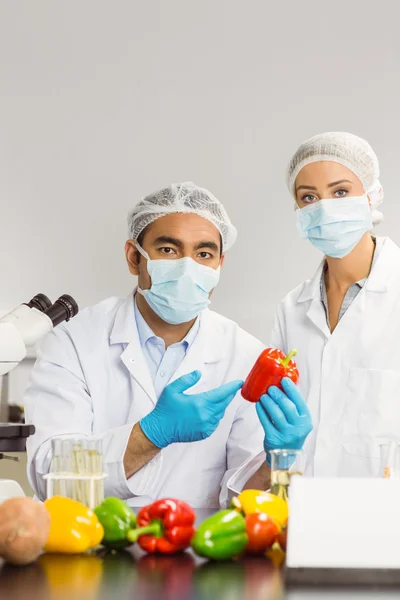 Food scientists looking at a pepper — Stock Photo, Image