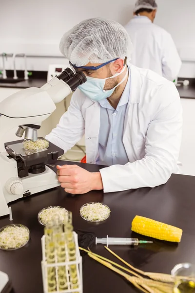 Voedsel wetenschapper kijken naar petrischaal onder Microscoop — Stockfoto