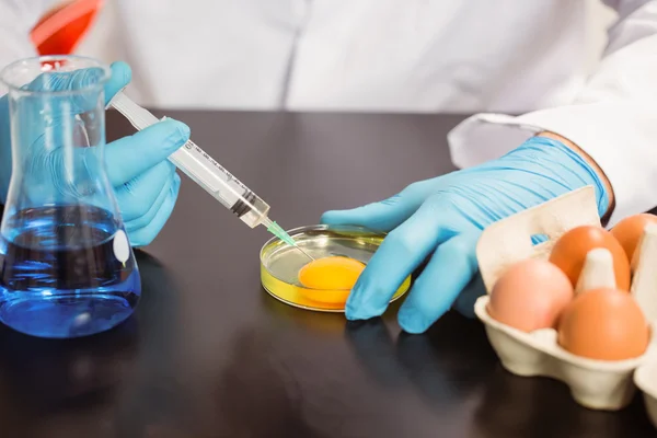 Ilmuwan makanan menyuntikkan kuning telur dalam cawan petri. — Stok Foto