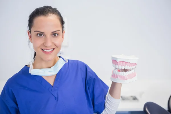 Leende tandläkare visar en modell — Stockfoto