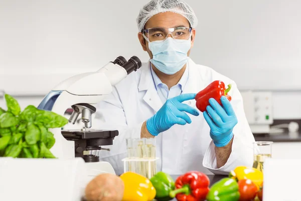 Scientifique alimentaire examinant un poivre — Photo