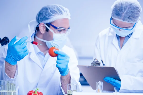 Gıda bilim adamı bir domates enjekte — Stok fotoğraf