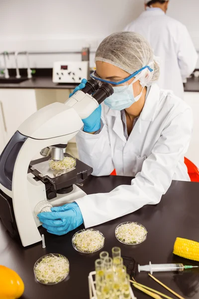 Cientista alimentar olhando para placa de Petri sob microscópio — Fotografia de Stock