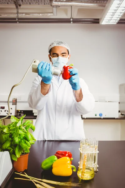 Cientista de alimentos usando o dispositivo na pimenta — Fotografia de Stock