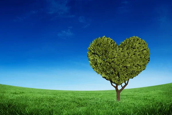 Planta en forma de corazón contra campo verde —  Fotos de Stock