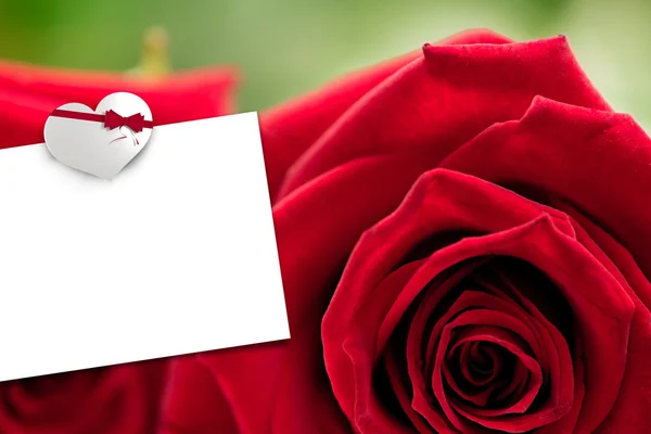 Dvě červené růže proti bílé karty — Stock fotografie