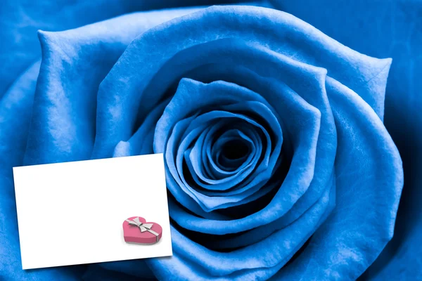 Modrá růže proti bílé karty — Stock fotografie