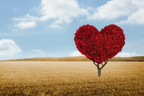 Corazón de amor planta contra paisaje marrón — Foto de Stock