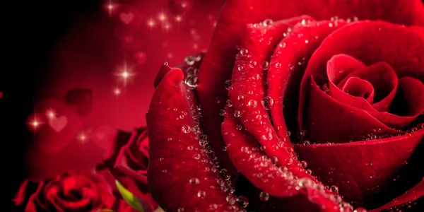 Rose against valentines hearts design Royalty Free Stock Photos