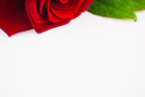 Red rose with copy space — Stock Photo, Image