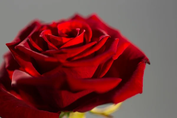 Red rose flower — Stock Photo, Image