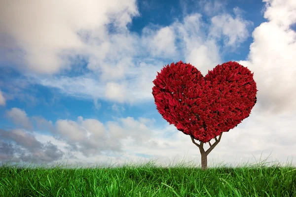 Love heart plant against green grass — Stock Photo, Image