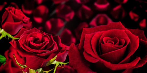 Rose gegen rote Blütenblätter — Stockfoto