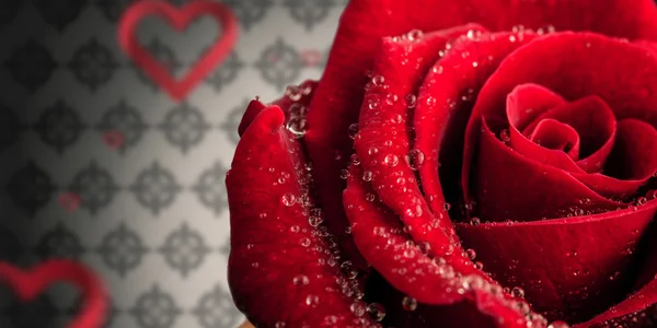 Rose gegen Liebe Herzmuster — Stockfoto