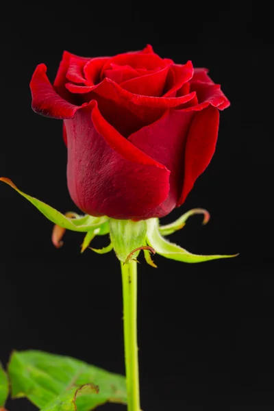 Rosa rossa su nero — Foto Stock