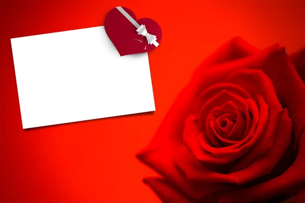 Rote Rose in Blüte gegen weiße Karte — Stockfoto