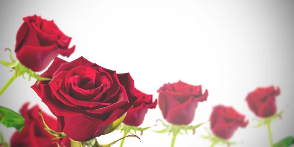 Κόκκινα τριαντάφυλλα με σύντομο χρονογράφημα — Φωτογραφία Αρχείου