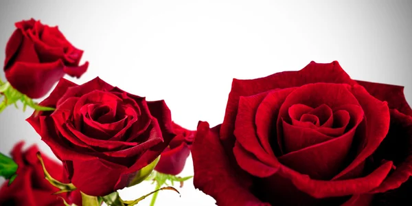 Red roses with vignette — Stock Photo, Image